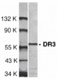 Western blot - DR3 Antibody from Signalway Antibody (24028) - Antibodies.com