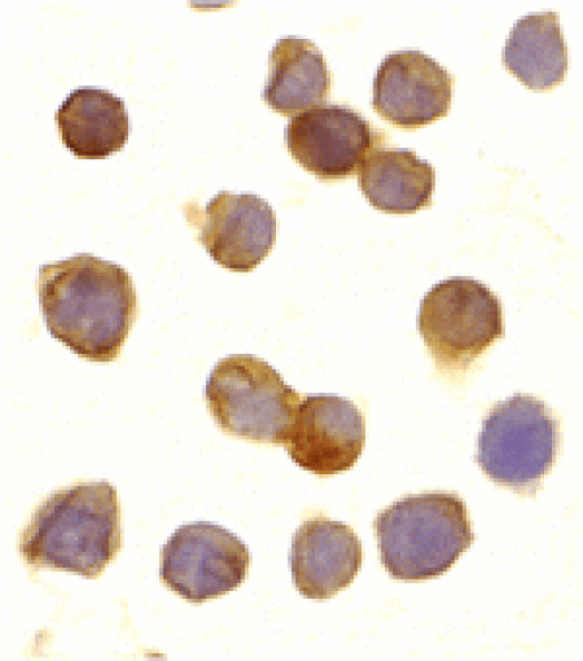 Immunocytochemistry - DR3 Antibody from Signalway Antibody (24028) - Antibodies.com