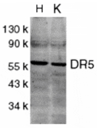 Western blot - DR5 Antibody from Signalway Antibody (24041) - Antibodies.com