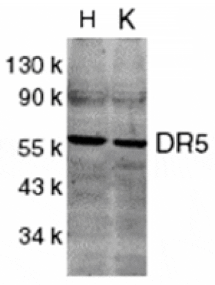 Western blot - DR5 Antibody from Signalway Antibody (24041) - Antibodies.com