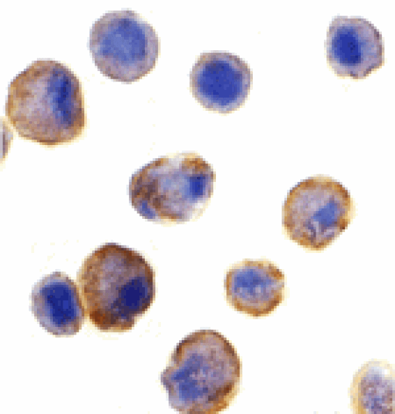 Immunocytochemistry - DR5 Antibody from Signalway Antibody (24041) - Antibodies.com