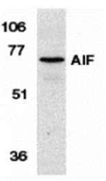 Western blot - AIF Antibody from Signalway Antibody (24095) - Antibodies.com