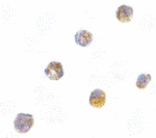 Immunocytochemistry - ASC Antibody from Signalway Antibody (24111) - Antibodies.com