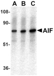Western blot - AIF Antibody from Signalway Antibody (24114) - Antibodies.com