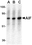 Western blot - AIF Antibody from Signalway Antibody (24114) - Antibodies.com