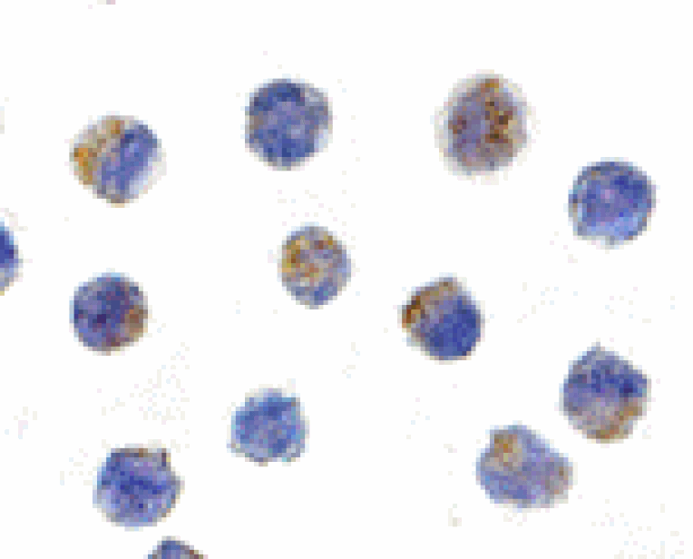 Immunocytochemistry - AIF Antibody from Signalway Antibody (24114) - Antibodies.com
