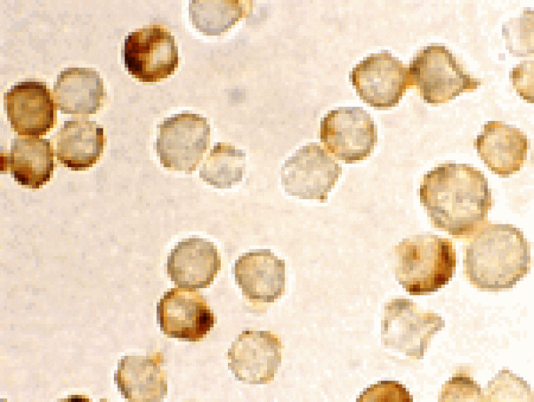 Immunocytochemistry - PID Antibody from Signalway Antibody (24139) - Antibodies.com
