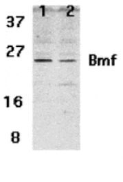 Western blot - Bmf Antibody from Signalway Antibody (24171) - Antibodies.com
