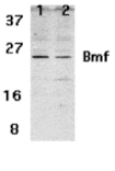 Western blot - Bmf Antibody from Signalway Antibody (24171) - Antibodies.com