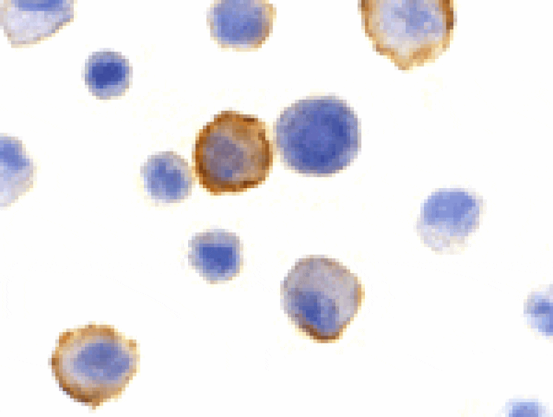 Immunocytochemistry - Bmf Antibody from Signalway Antibody (24171) - Antibodies.com