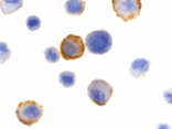 Immunocytochemistry - Bmf Antibody from Signalway Antibody (24171) - Antibodies.com
