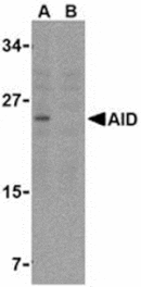 Western blot - AID Antibody from Signalway Antibody (24184) - Antibodies.com
