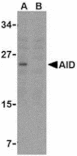 Western blot - AID Antibody from Signalway Antibody (24184) - Antibodies.com