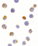 Immunocytochemistry - AID Antibody from Signalway Antibody (24184) - Antibodies.com