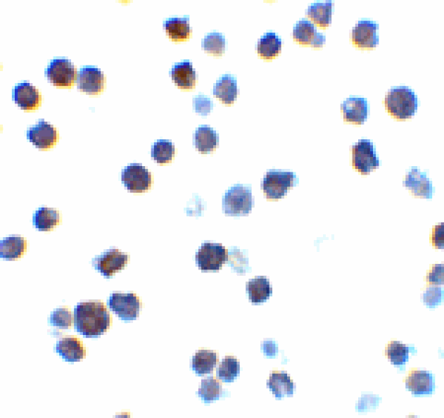 Immunocytochemistry - Bak Antibody from Signalway Antibody (24249) - Antibodies.com