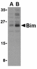 Western blot - Bim Antibody from Signalway Antibody (24267) - Antibodies.com