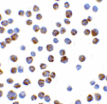 Immunocyochemistry - Bim Antibody from Signalway Antibody (24267) - Antibodies.com