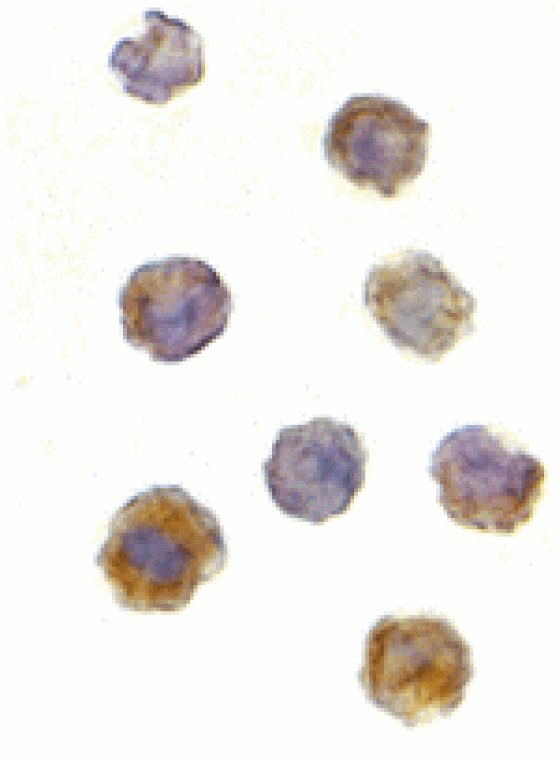 Immunocytochemistry - TOR Antibody from Signalway Antibody (24301) - Antibodies.com