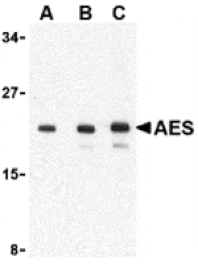 Western blot - AES Antibody from Signalway Antibody (24349) - Antibodies.com