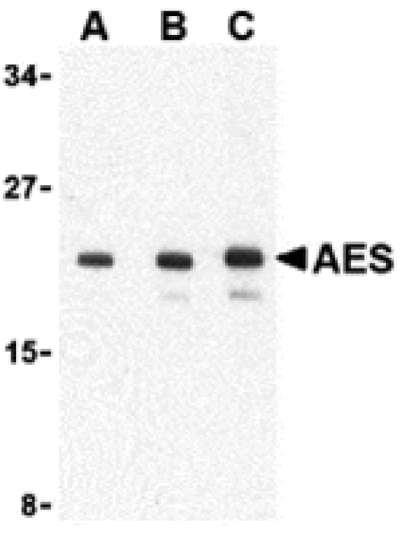 Western blot - AES Antibody from Signalway Antibody (24349) - Antibodies.com