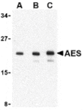 Western blot - AES Antibody from Signalway Antibody (24349) - Antibodies.com