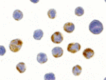 Immunocytochemistry - AES Antibody from Signalway Antibody (24349) - Antibodies.com