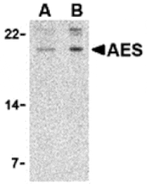 Western blot - AES Antibody from Signalway Antibody (24350) - Antibodies.com