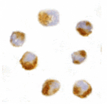 Immunocytochemistry - AES Antibody from Signalway Antibody (24350) - Antibodies.com