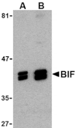 Western blot - Bif Antibody from Signalway Antibody (24420) - Antibodies.com
