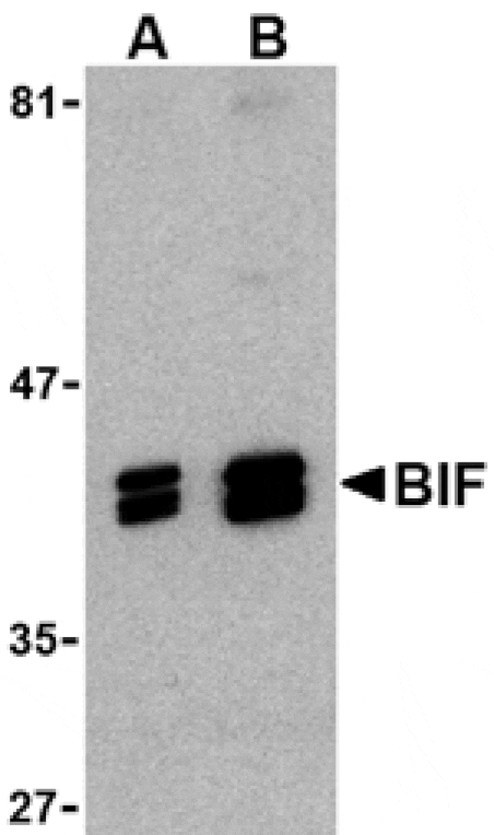 Western blot - Bif Antibody from Signalway Antibody (24420) - Antibodies.com