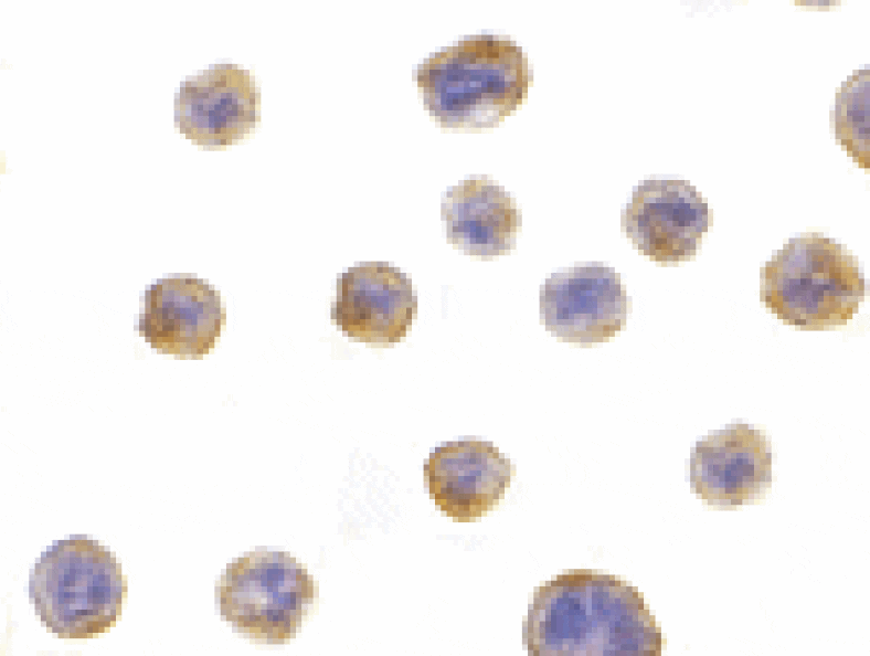 Immunocytochemistry - Bif Antibody from Signalway Antibody (24420) - Antibodies.com