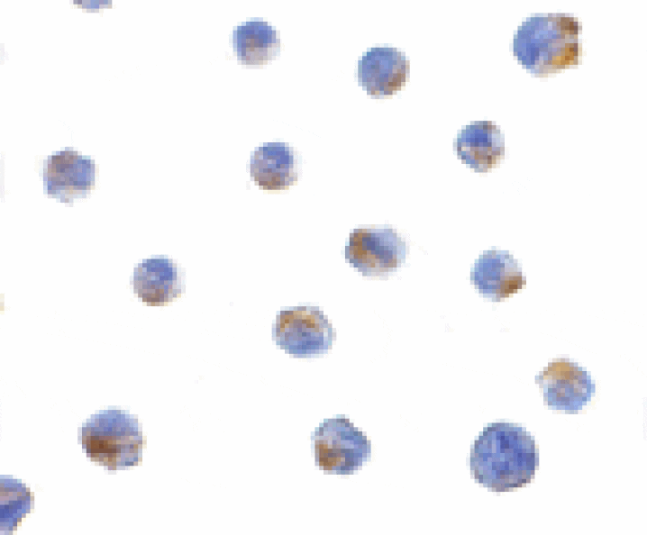 Immunocytochemistry - Bik Antibody from Signalway Antibody (24421) - Antibodies.com