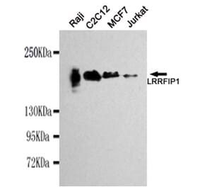 Western blot - LRRFIP1 Monoclonal Antibody from Signalway Antibody (27113) - Antibodies.com