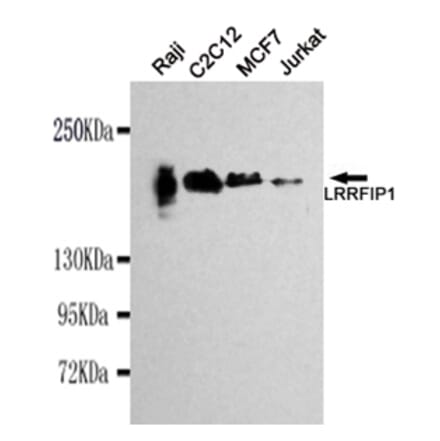 Western blot - LRRFIP1 Monoclonal Antibody from Signalway Antibody (27113) - Antibodies.com