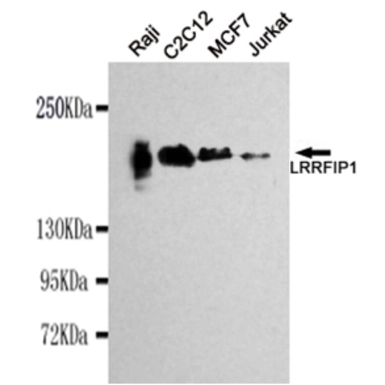 Western blot - LRRFIP1 Monoclonal Antibody from Signalway Antibody (27113) - Antibodies.com