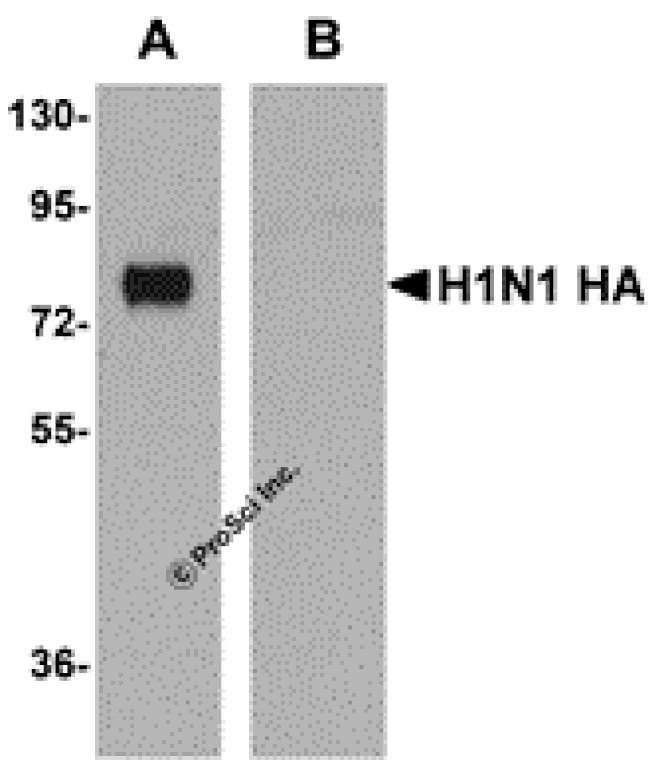 Seasonal H1N1 Hemagglutinin Monoclonal Antibody from Signalway Antibody (26042) - Antibodies.com
