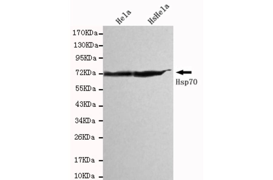 Western blot - HSPA1A Monoclonal Antibody from Signalway Antibody (27093) - Antibodies.com