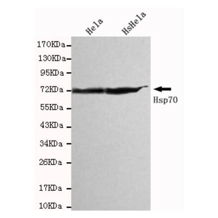 Western blot - HSPA1A Monoclonal Antibody from Signalway Antibody (27093) - Antibodies.com