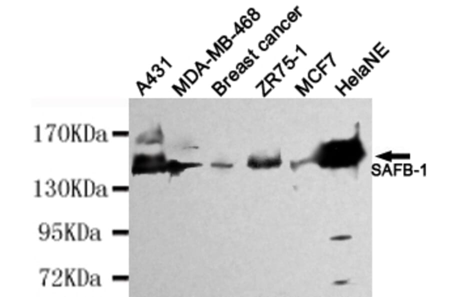Western blot - SAFB-1 Monoclonal Antibody from Signalway Antibody (27104) - Antibodies.com