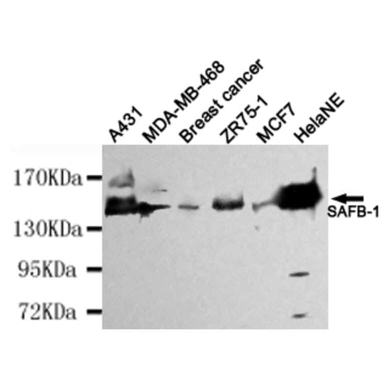 Western blot - SAFB-1 Monoclonal Antibody from Signalway Antibody (27104) - Antibodies.com