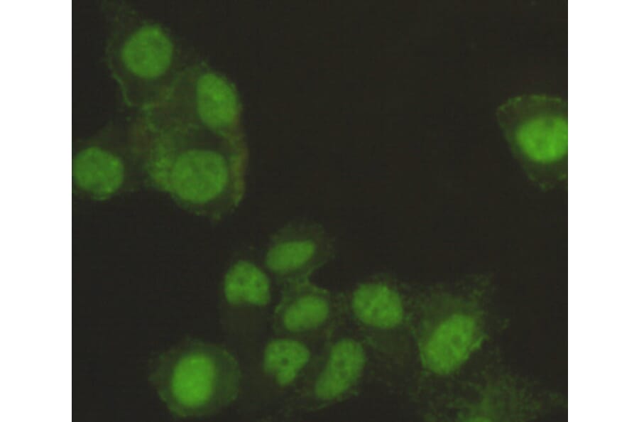 Immunocytochemistry - SAFB-1 Monoclonal Antibody from Signalway Antibody (27104) - Antibodies.com