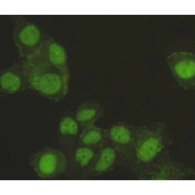 Immunocytochemistry - SAFB-1 Monoclonal Antibody from Signalway Antibody (27104) - Antibodies.com