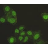 Immunocytochemistry - SAFB-1 Monoclonal Antibody from Signalway Antibody (27104) - Antibodies.com