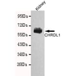 Western blot - CHRDL1 Monoclonal Antibody from Signalway Antibody (27106) - Antibodies.com