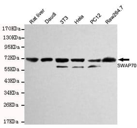 Western blot - SWAP70 Monoclonal Antibody from Signalway Antibody (27126) - Antibodies.com