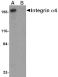 Western blot - Integrin alpha 4 Antibody from Signalway Antibody (24748) - Antibodies.com