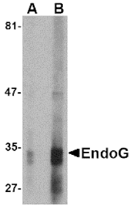 Western blot - EndoG Monoclonal Antibody from Signalway Antibody (26014) - Antibodies.com