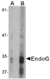 Western blot - EndoG Monoclonal Antibody from Signalway Antibody (26014) - Antibodies.com