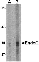Western blot - EndoG Monoclonal Antibody from Signalway Antibody (26015) - Antibodies.com