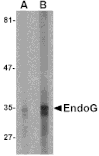 Western blot - EndoG Monoclonal Antibody from Signalway Antibody (26015) - Antibodies.com